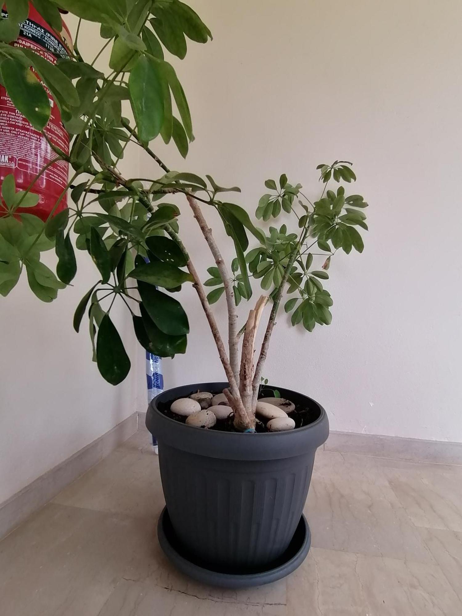 ארילס Makis Apartments מראה חיצוני תמונה
