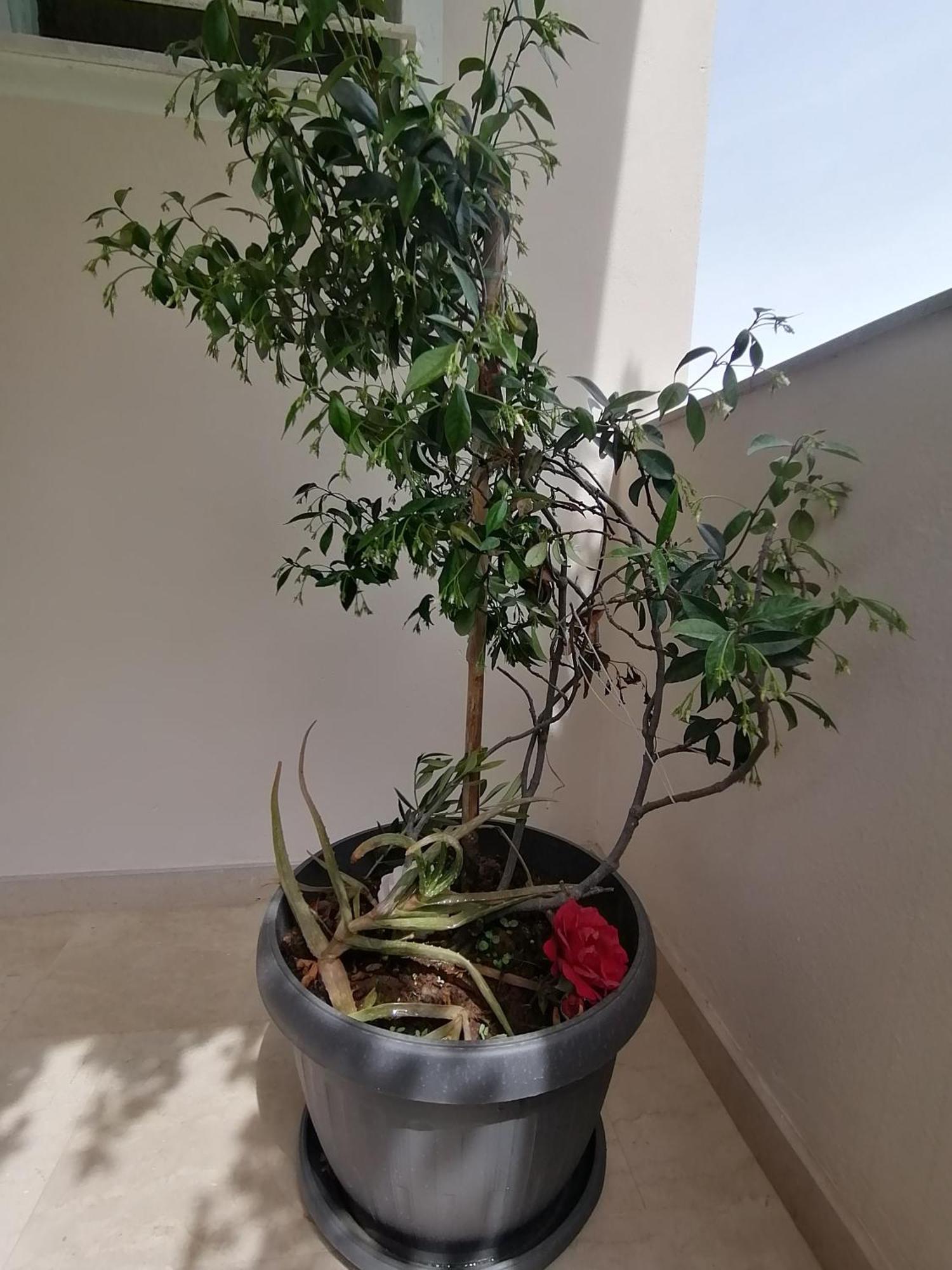 ארילס Makis Apartments מראה חיצוני תמונה