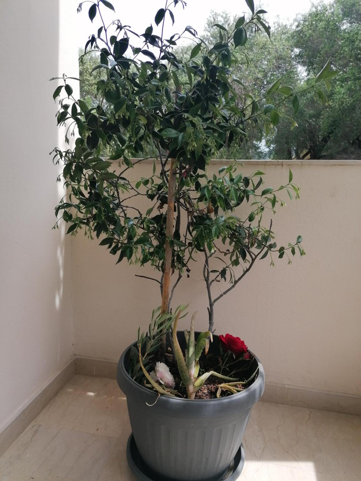 ארילס Makis Apartments מראה חיצוני תמונה
